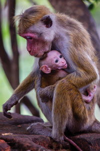 Animals in Sri Lanka